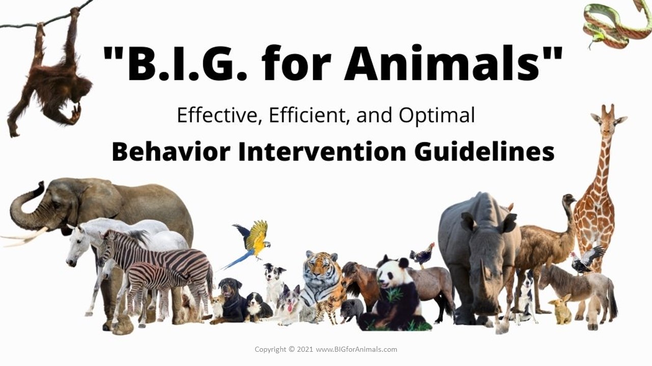 A Discussion of B.I.G. for Animals Animal Behavior Associates