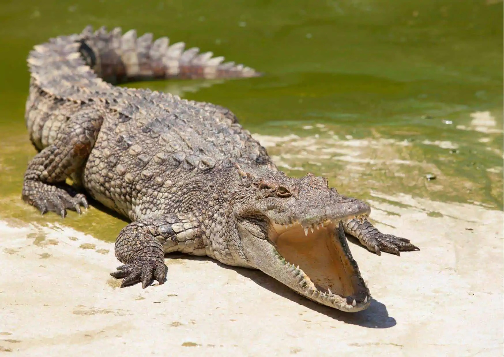 Crocodile Behavioral Adaptations