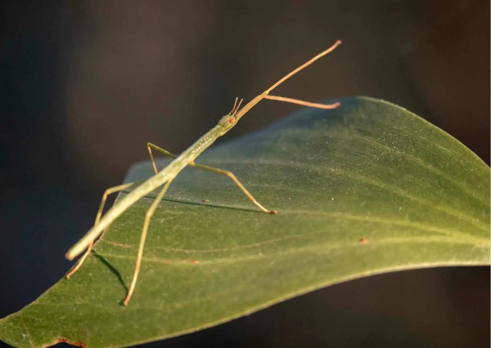 Stick Insect Behaviour AnimalBehaviorCorner