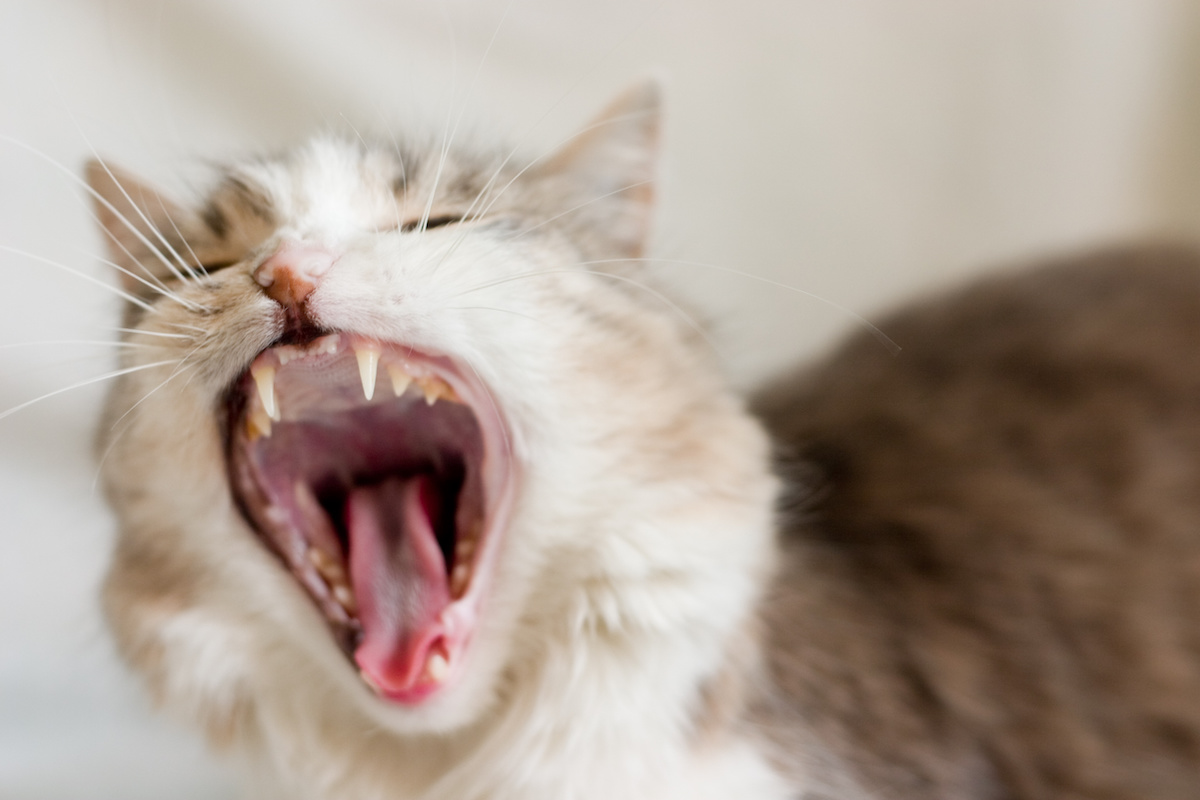 Why Does My Cat Howl At Night? - Animal Care Center
