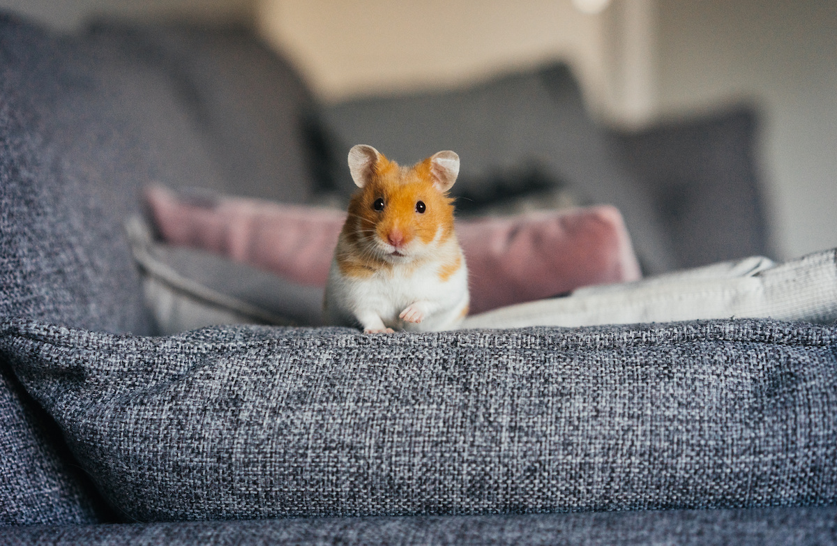 Is It Safe to Have a Hamster in Your Bedroom? Animal Care Center