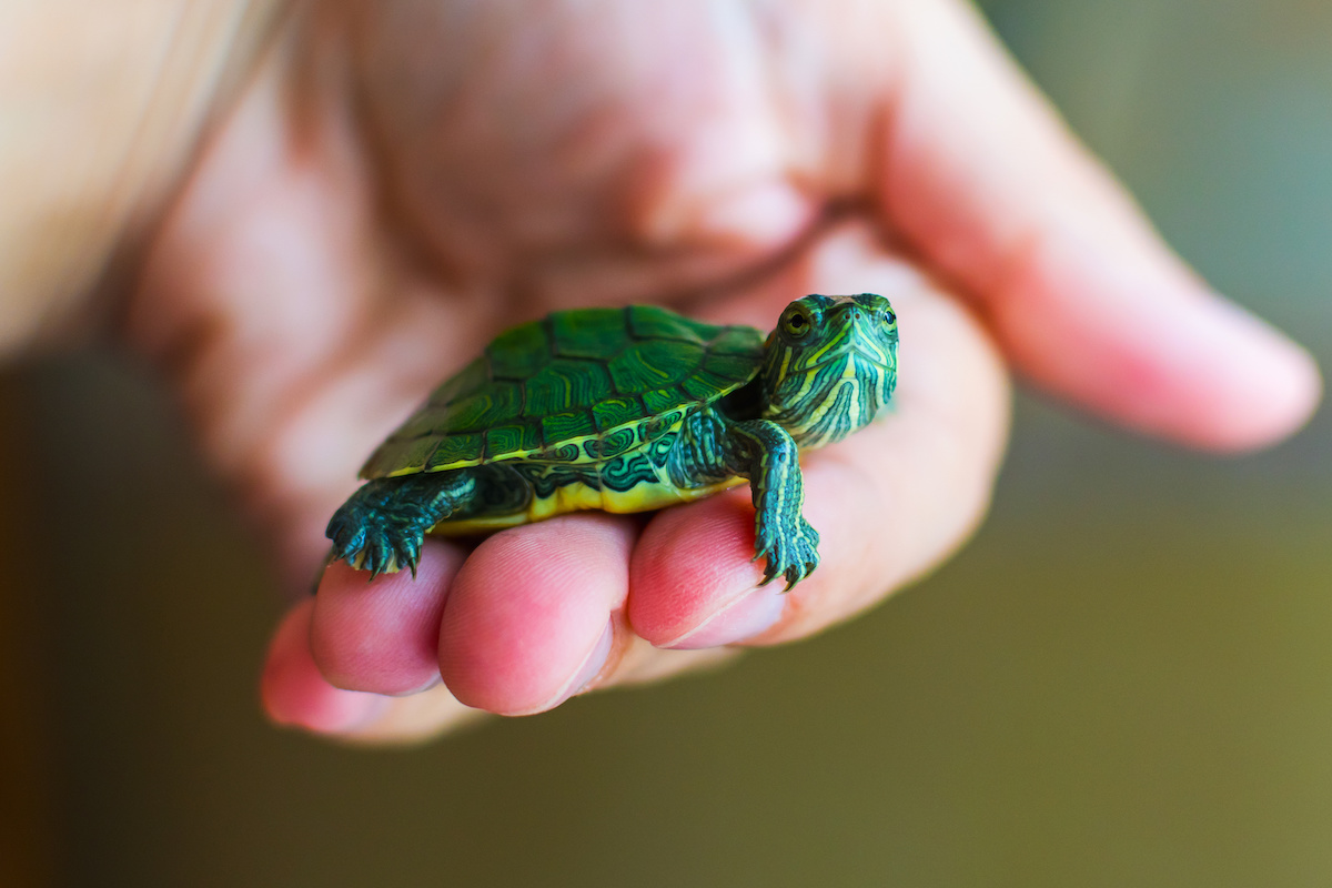 Are Pet Turtles Safe Turtlean
