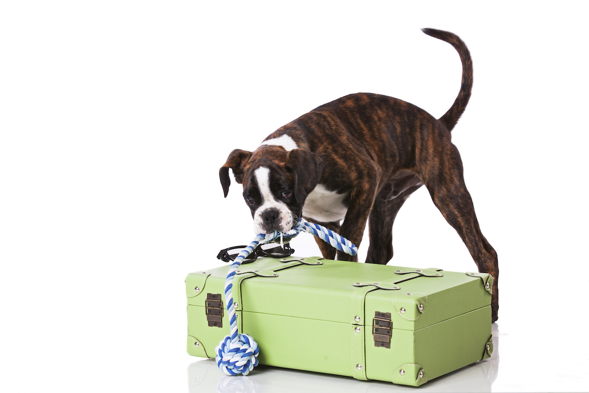 10 Top Tips for a Happy and Healthy Stay at Pet Boarding Animal Care