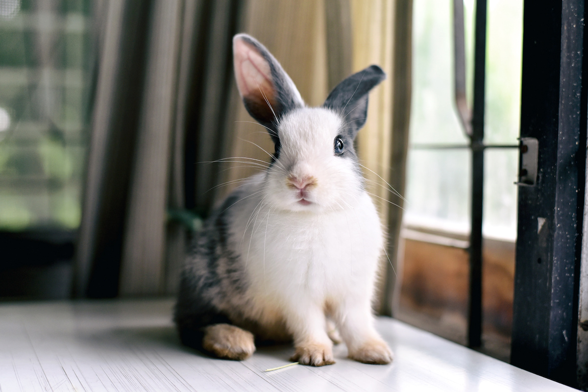 How to Take Care of a Pet Rabbit The Essential Guide Animal Care Center
