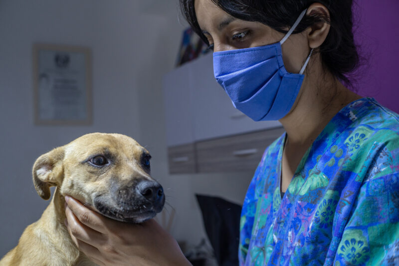 What is Collapsing Trachea In Dogs? How To Recognize And Treat It