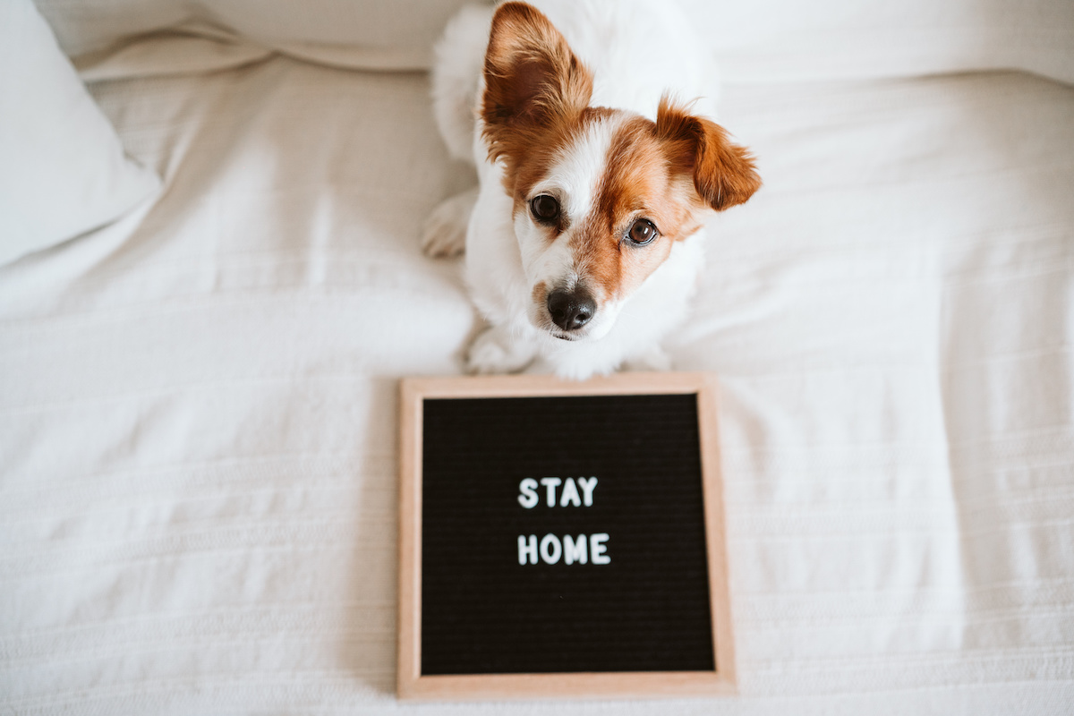 Everything You Need To Know About Pet Boarding in the Summer