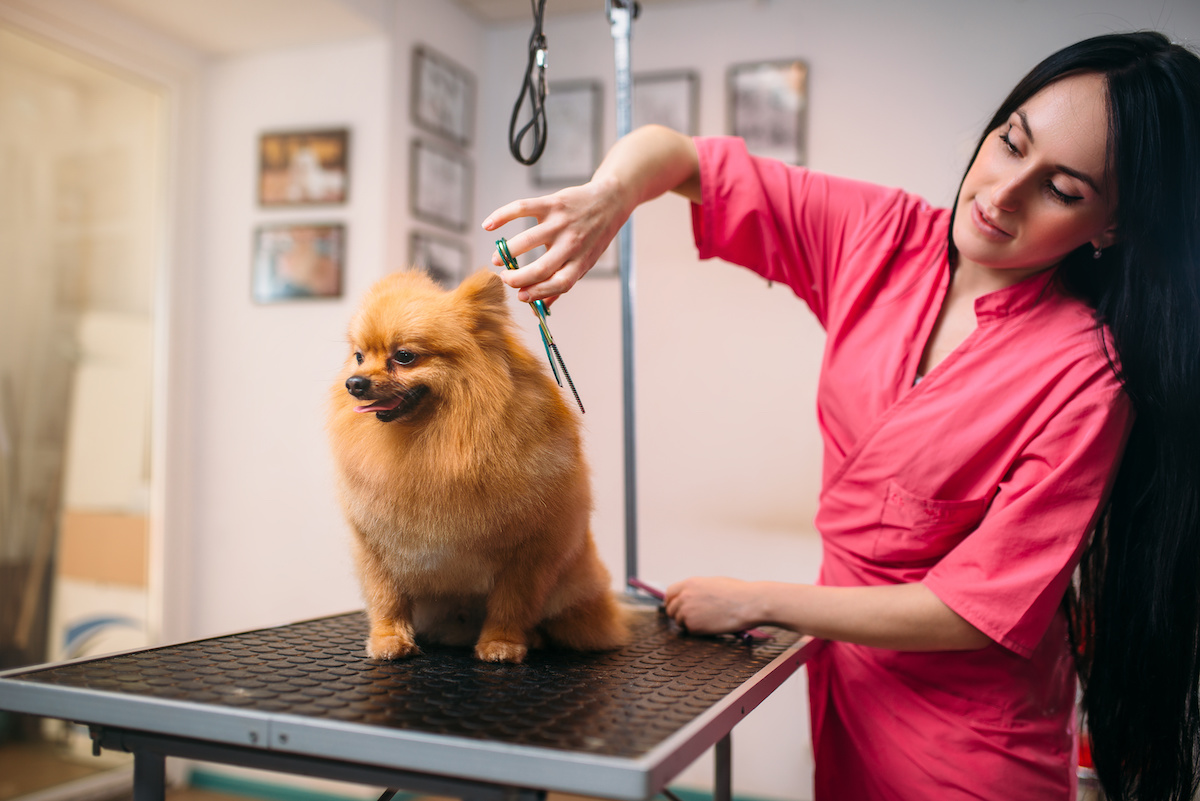 How to Choose the Best Pet Groomer for Your Cat or Dog