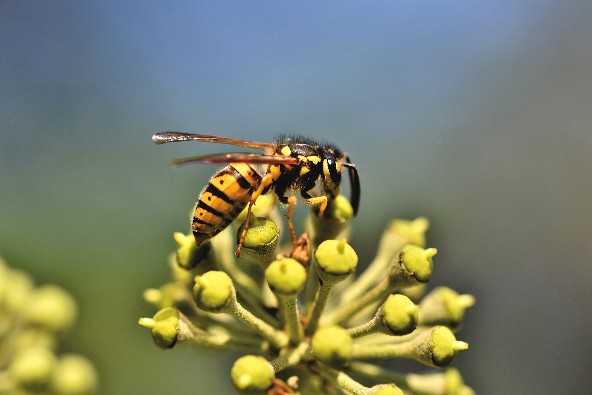 Are Yellow Jackets Dangerous? Animal Control Specialists, IL