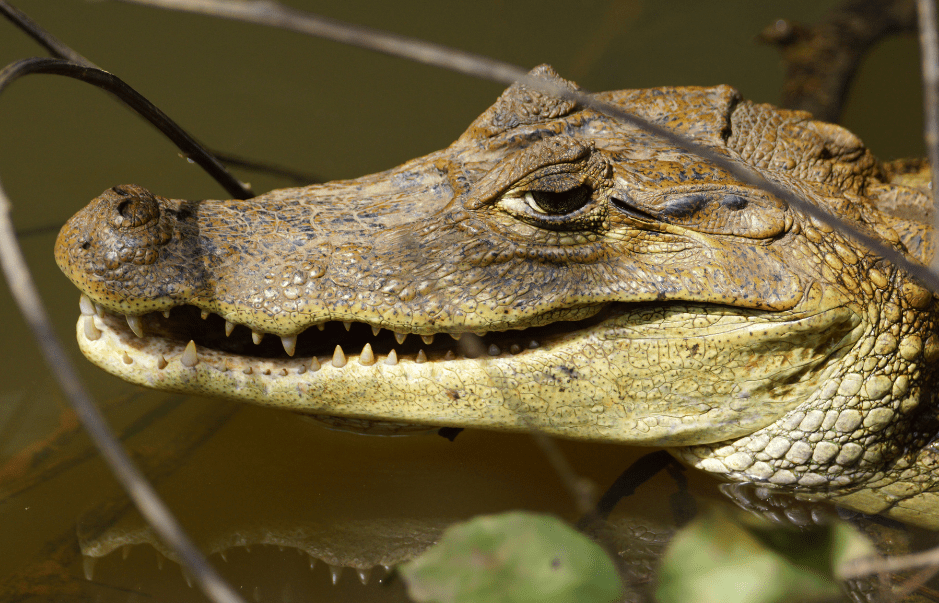 Spectacled Caiman Facts, Diet & Habitat Info