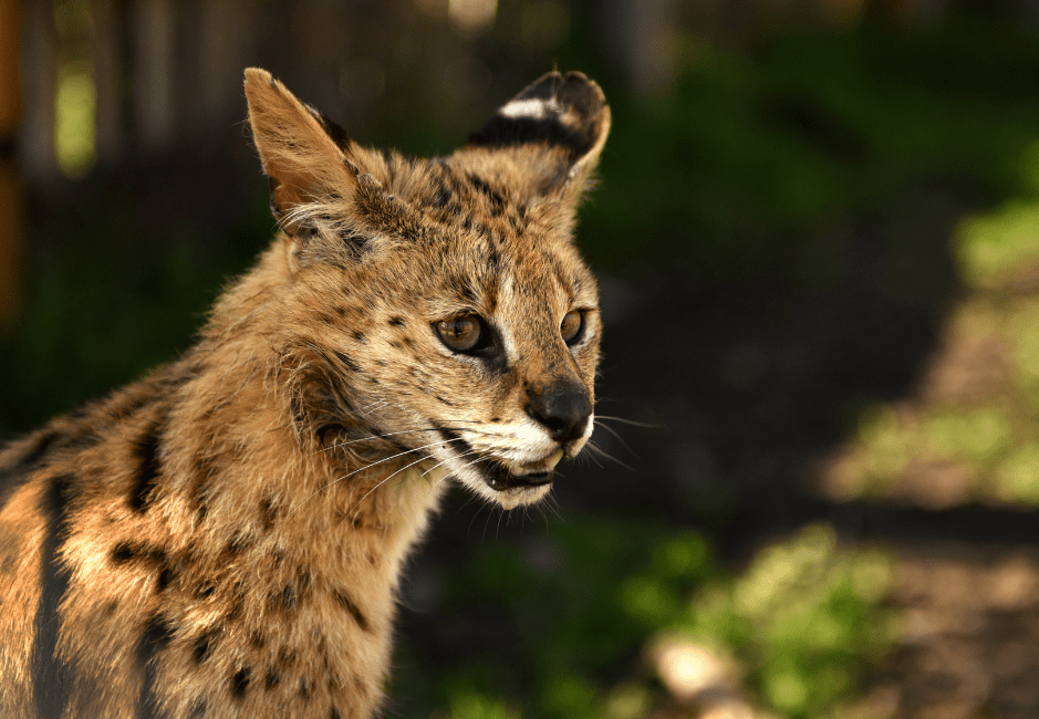 Serval Cat Facts, Diet & Habitat Information