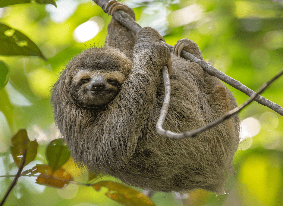 Sloths Facts, Diet & Habitat Information