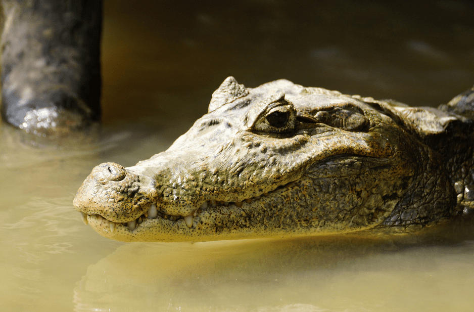 Spectacled Caiman Facts, Diet & Habitat Info
