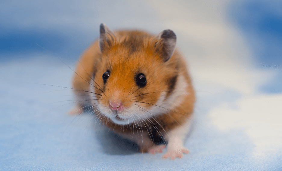 Syrian Hamsters Colors