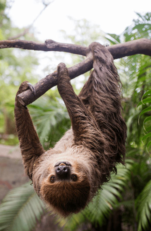 Sloths Facts, Diet & Habitat Information