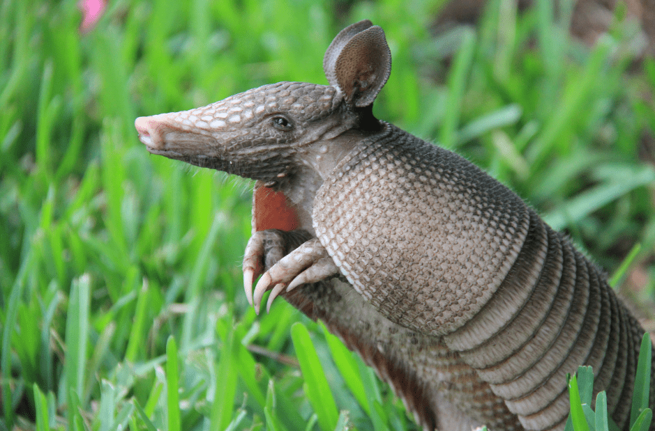 Armadillo Animal Corner