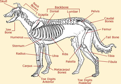 Dog Anatomy - Anatomy Of A Dog Facts & Information