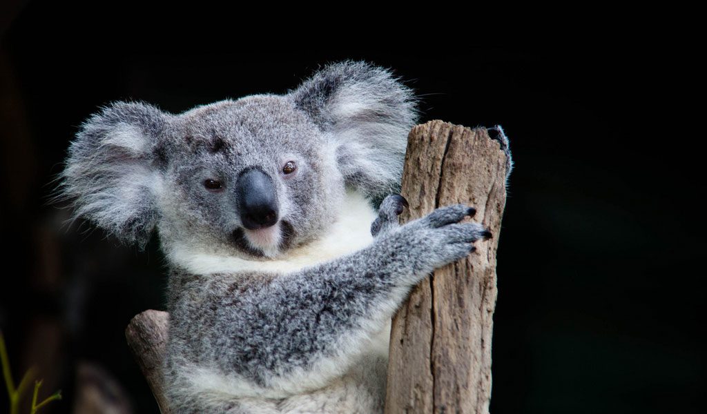 Koala Facts Information Habitat