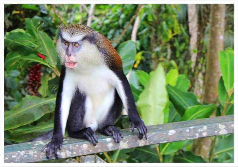 De Brazza Monkeys Facts, Information & Habitat