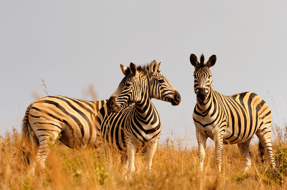 Plains Zebra Facts, Diet & Habitat Information