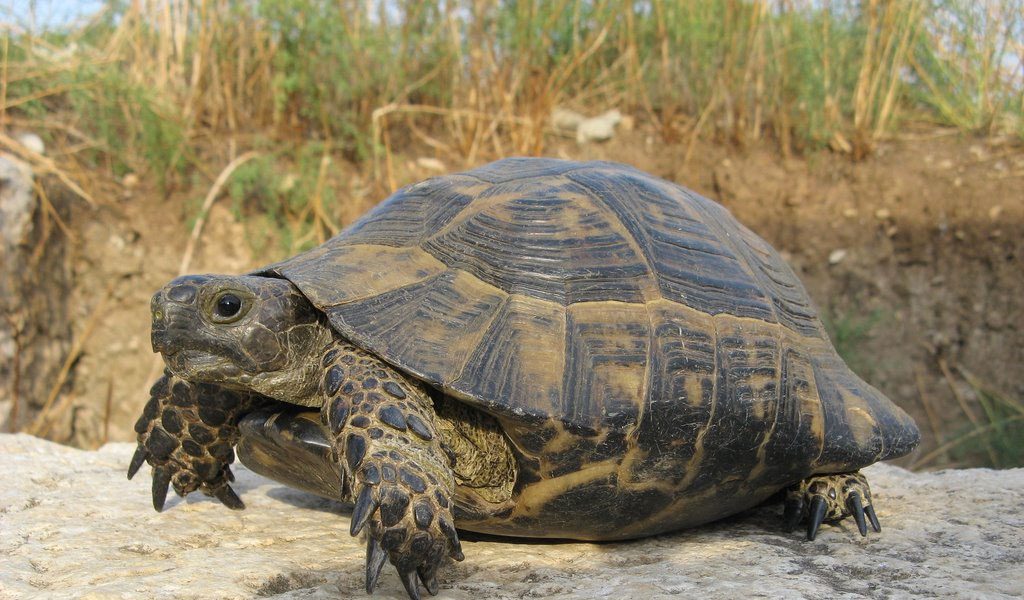 Tortoise Facts, Life Span, Diet & Habitat Information