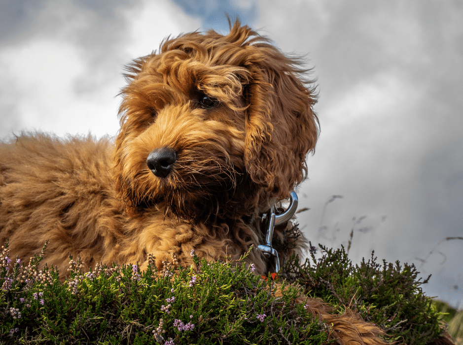 The Cockapoo Cocker Spaniel Toy Poodle Mix Animal Corner