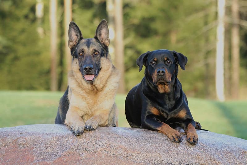 German Shepherd Rottweiler Mix Breed Guide Animal Corner
