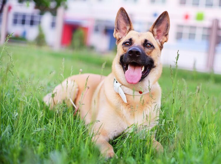 Golden German Shepherd