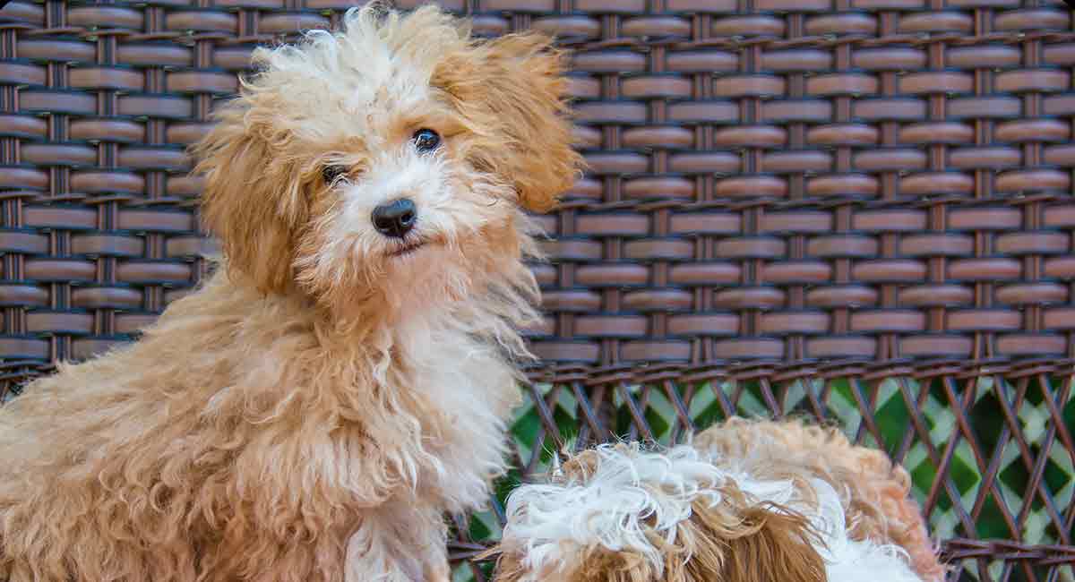 Havapoo Poodle and Havanese Cross Breed Guide Animal Corner