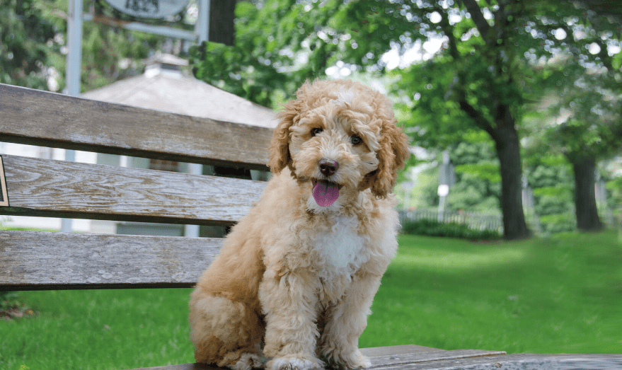 The Mini Labradoodle Top Facts & Info Animal Corner