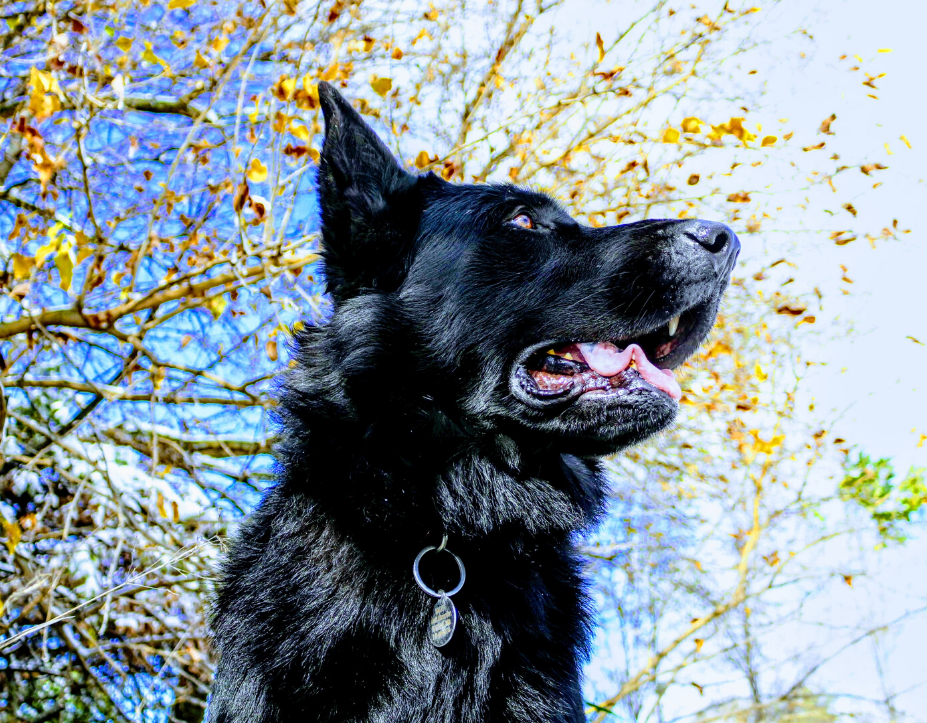 German Shepherd Steel Blue