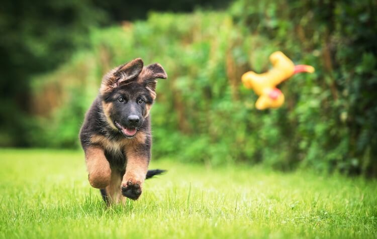 The Miniature German Shepherd Breed Info And Owners Guide Animal Corner