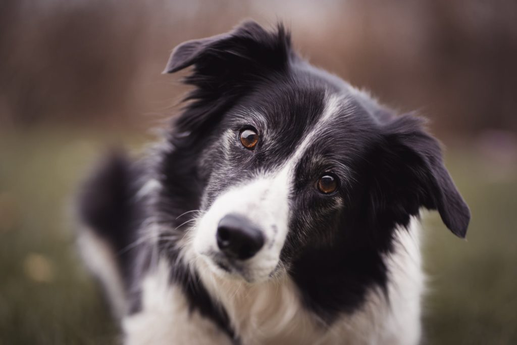 The Border Collie Top Facts & Guide Animal Corner