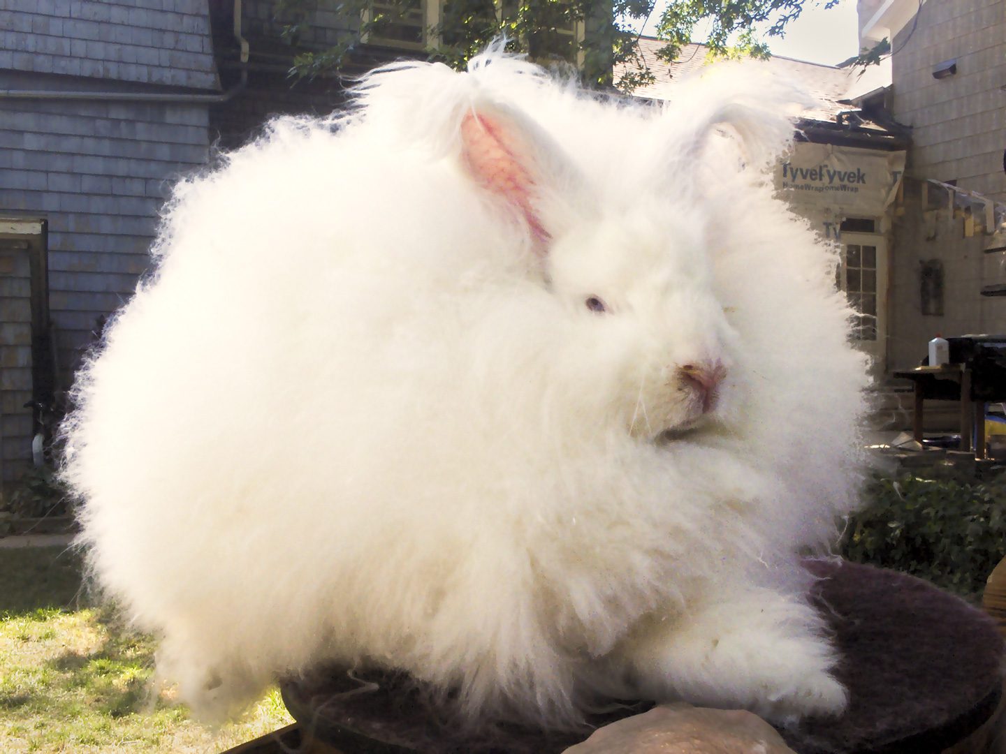 English Angora Rabbit Complete Guide & Top Facts