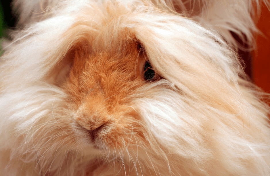 English Angora Rabbit Complete Guide & Top Facts
