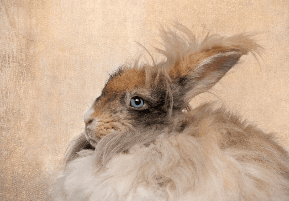 English Angora Rabbit Complete Guide & Top Facts