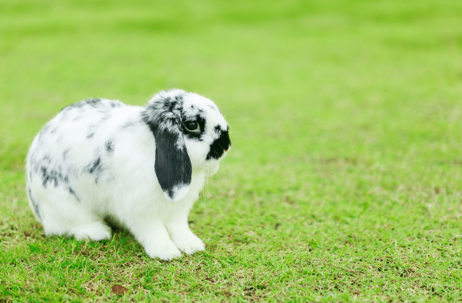 Holland Lop Rabbit Complete Breed Guide & Top Facts