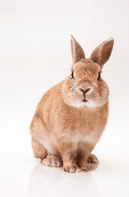 Thrianta Rabbit Breed Top Facts & Guide