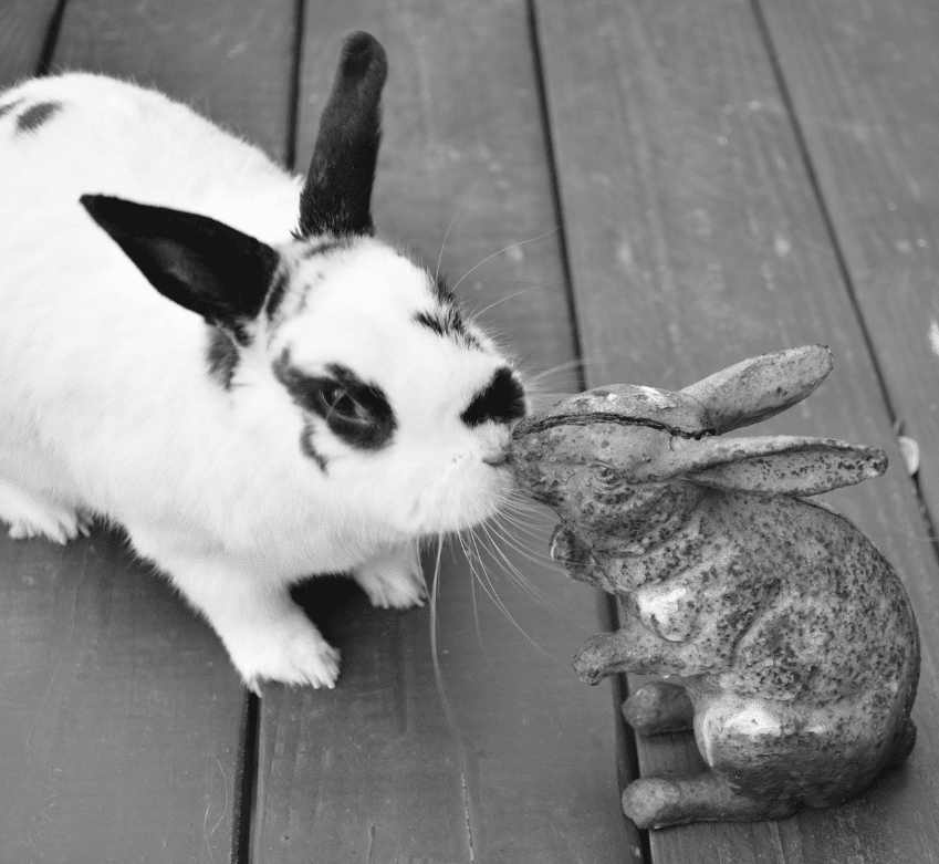 The English Spot Rabbit Top Facts & Guide