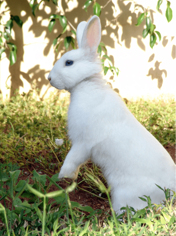 The Florida White Rabbit Complete Guide