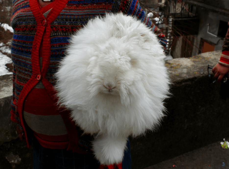 The Giant Angora Rabbit Top Facts & Guide