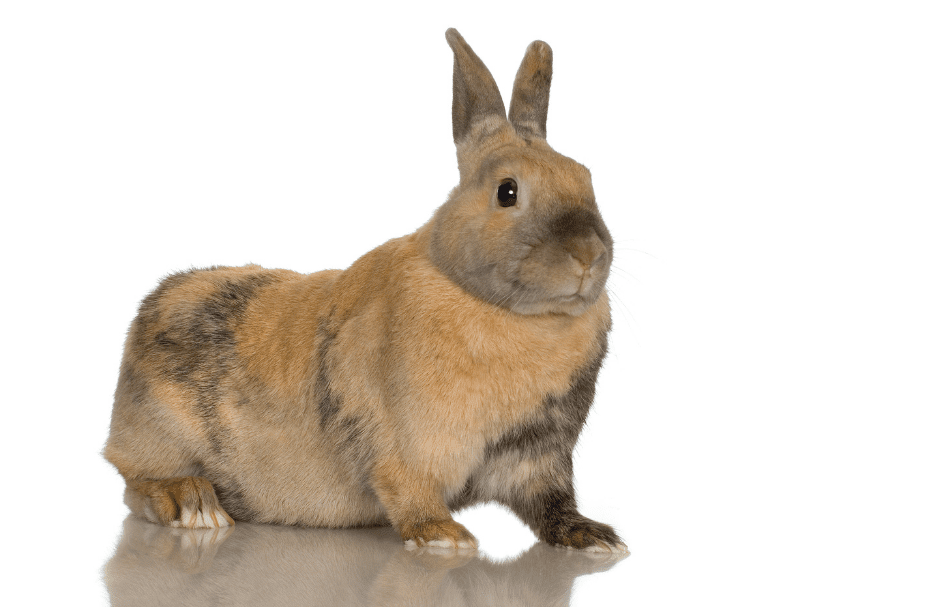 The Harlequin Rabbit Top Facts & Guide