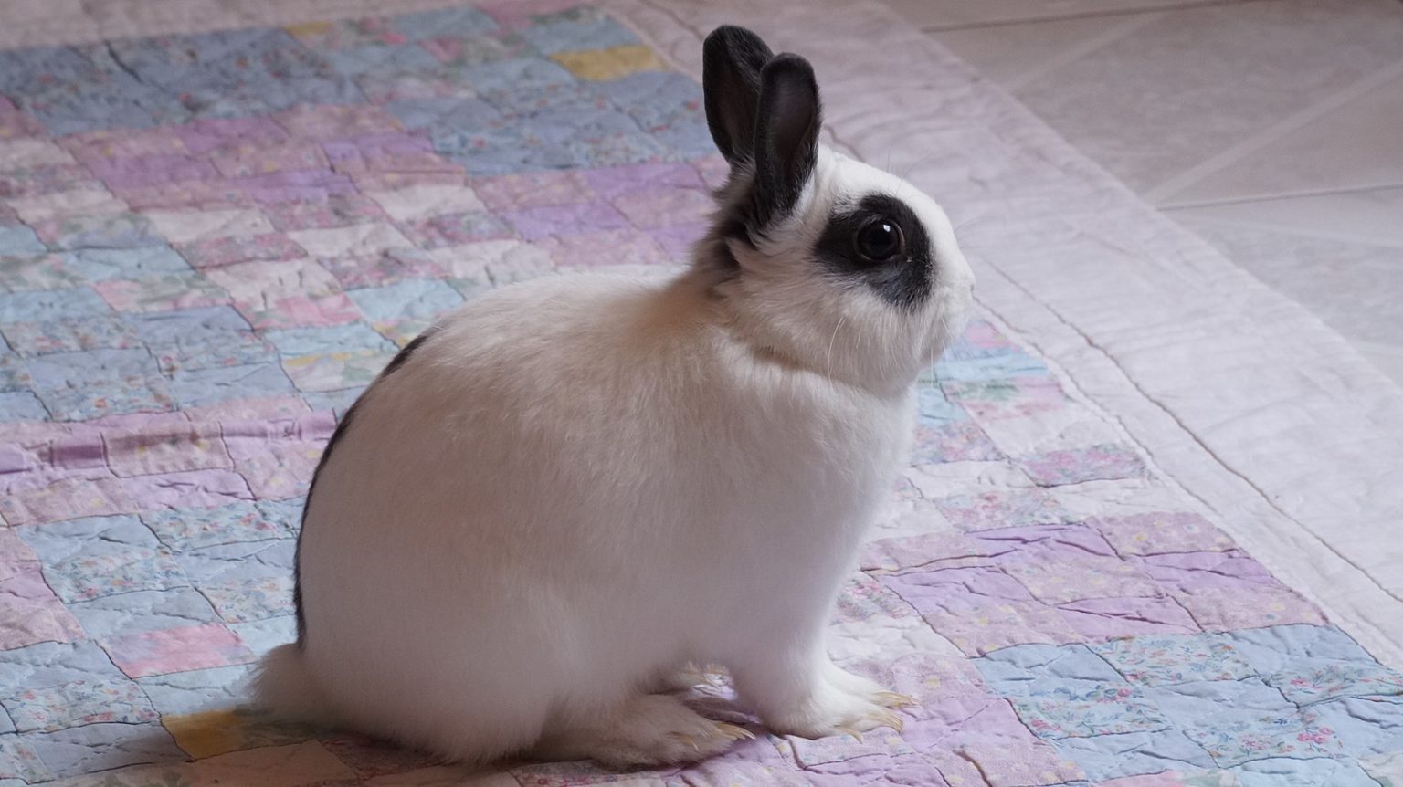 15 Most Popular Rabbit Breeds Complete Guide