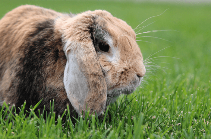 English Lop Rabbit Breed Information and Pictures - PetGuide.com | PetGuide Gluten free rice cereal