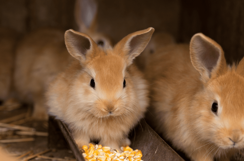 Thrianta Rabbit Breed Top Facts & Guide