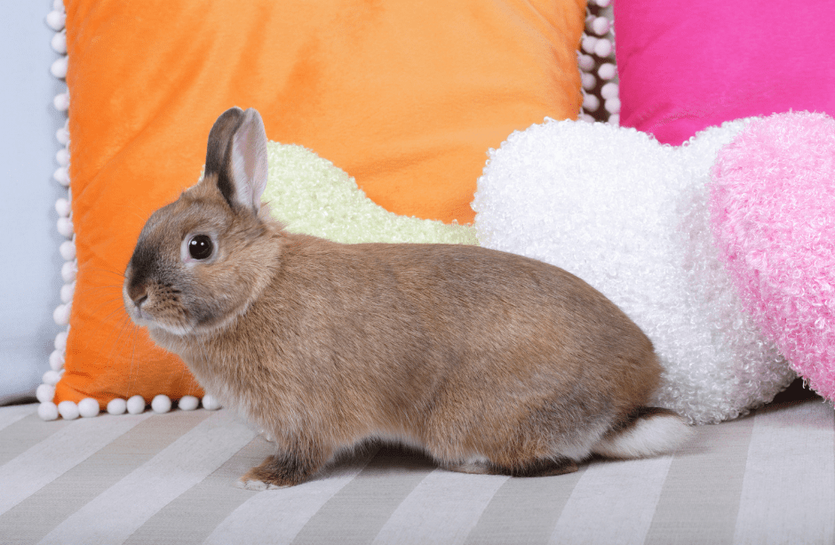Satin Rabbit