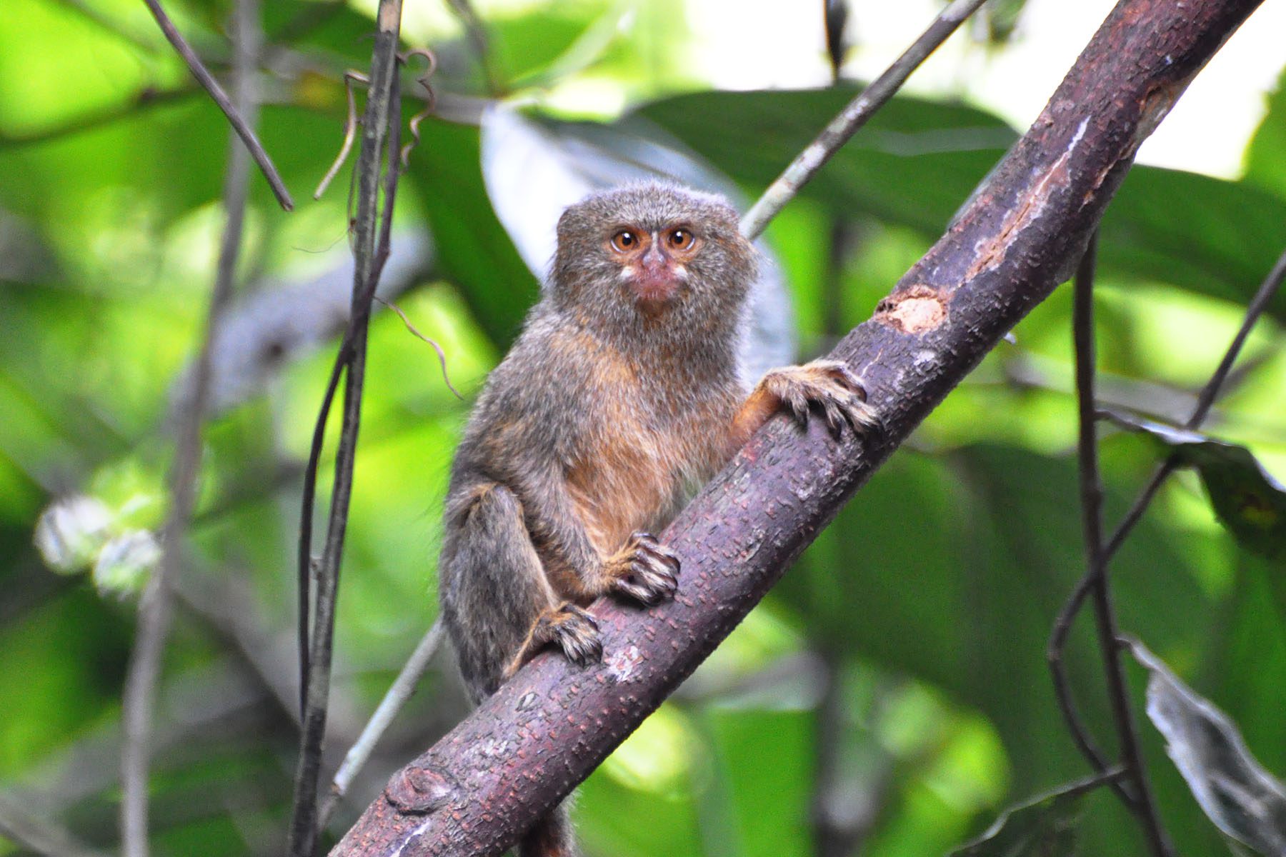 small monkey pet breeds Tamiko Marquez