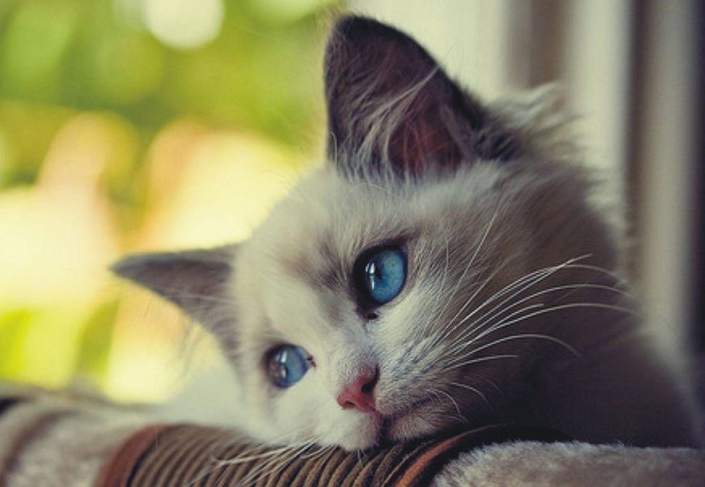 Is Your Cat Sad? Cat Depression Signs & Causes Animal Corner
