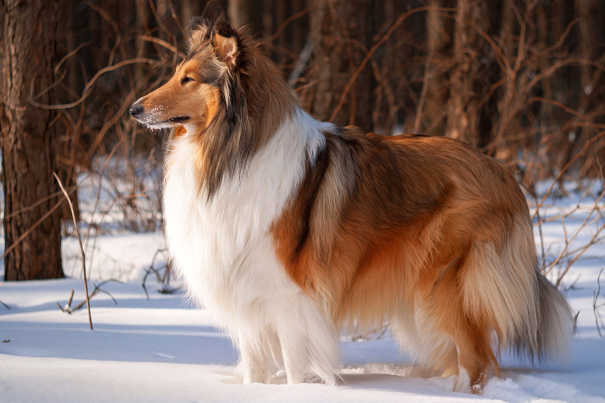 16 Different Types of Shepherd Dogs Animal Corner