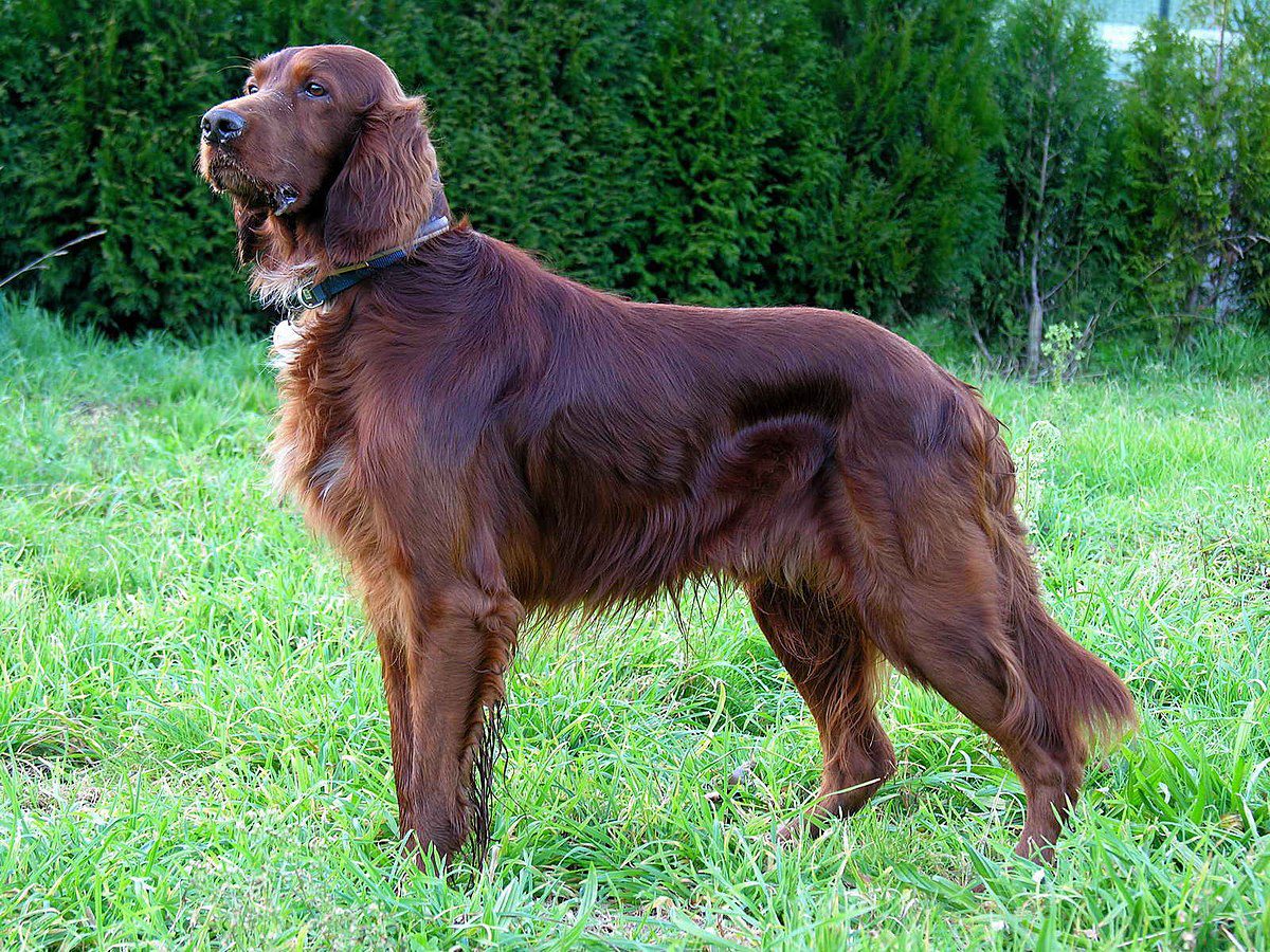 Irish Setter Animal Corner