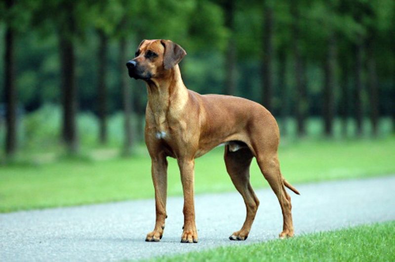 Rhodesian Ridgeback Kills Lion